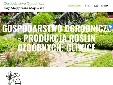 Roslinyozdobne-zamkowa.pl bratki Gliwice